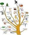 Evolution tree.jpg