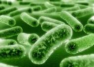 Microbes.jpg