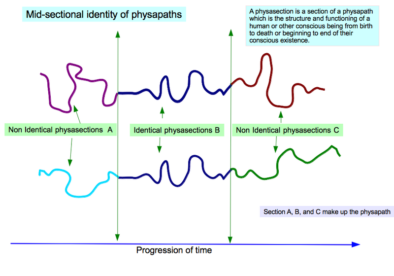 File:Mid-sectional identity of physapaths.png